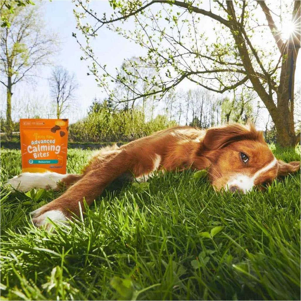 Calming Bites for Dogs W9810