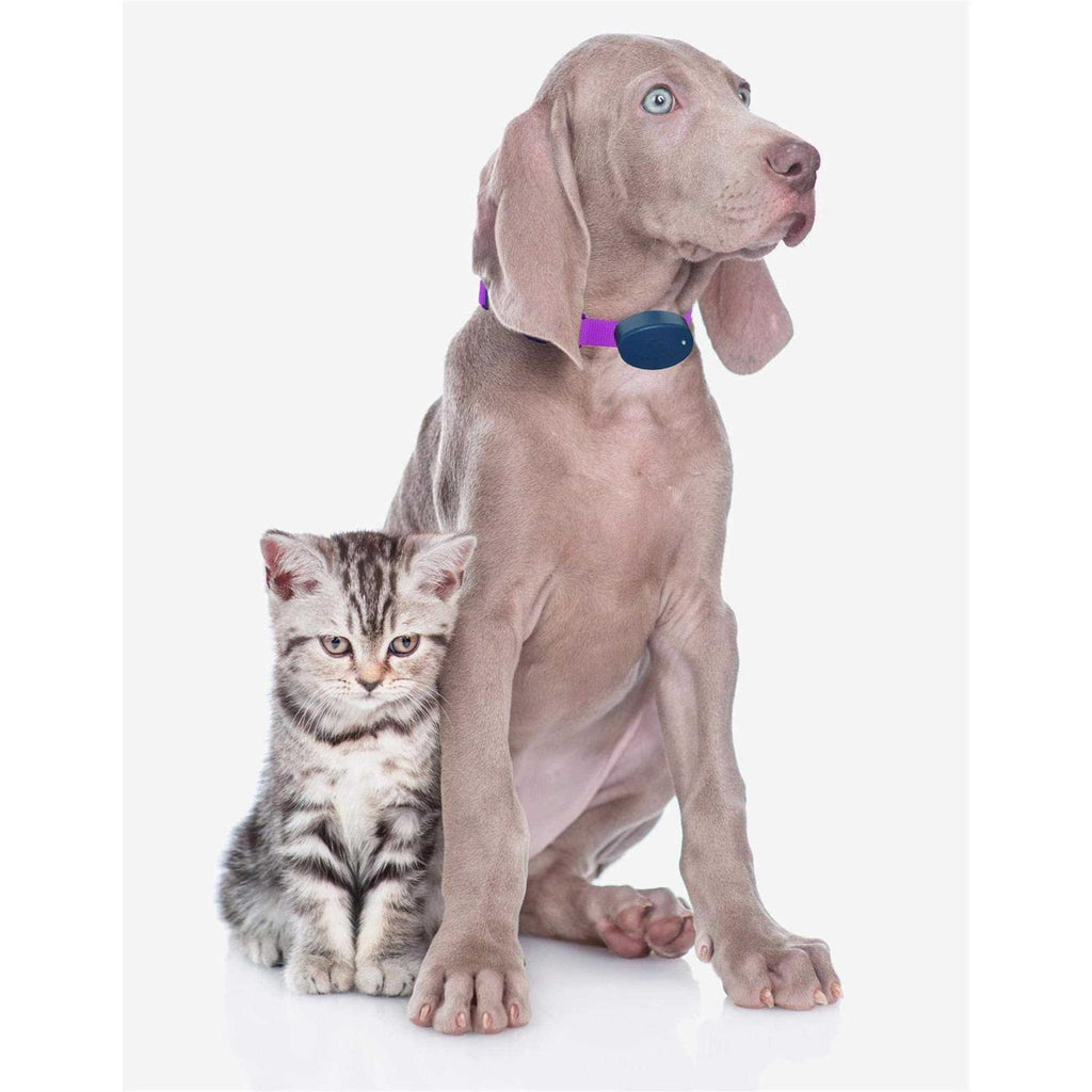 Dog Collar Replacement Strap I31987