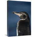 Galapagos Penguin Art Print O53074