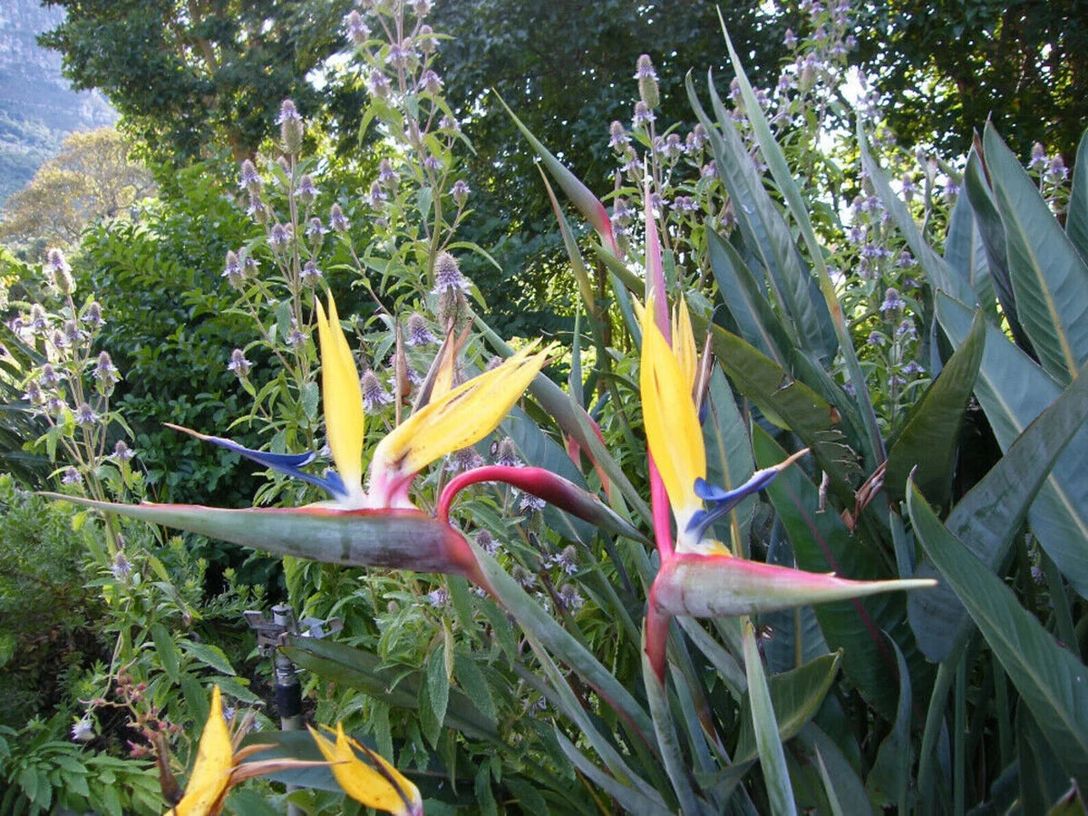 Yellow Bird of Paradise Strelitzia Reginae Small Rooted Plant P270