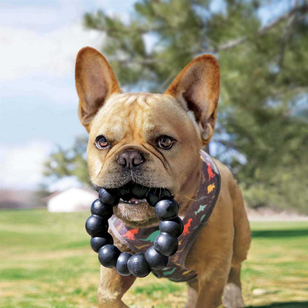 Extreme Ring Dog Toy Y722453