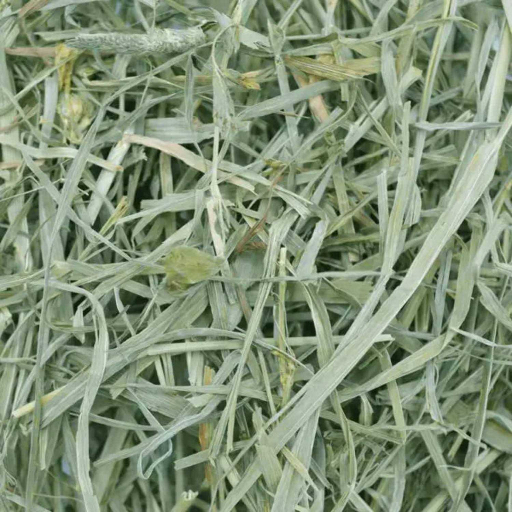 Timothy Meadow Hay O911217