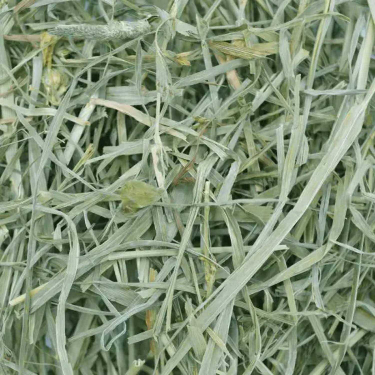 Timothy Meadow Hay O911217