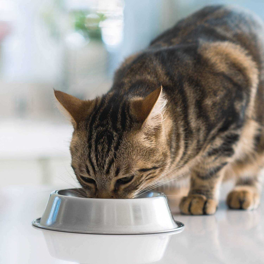 Turkey Chicken Recipe Adult Dry Cat Food M927310