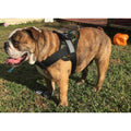 Big Dog Soft No Pull Harness E59685