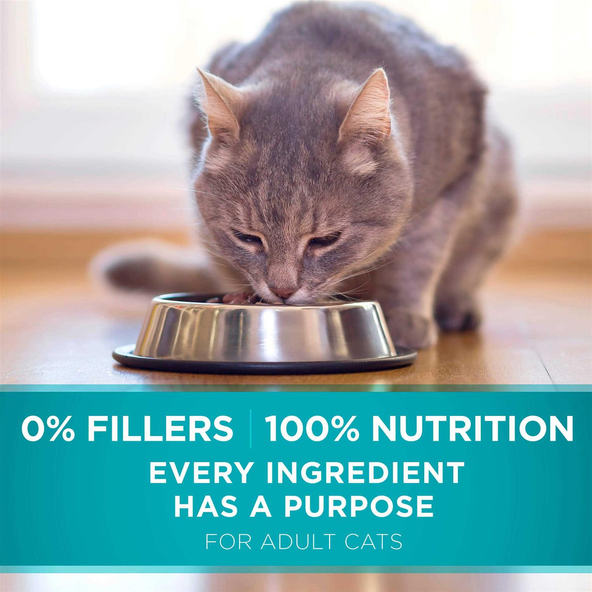 Dry Cat Food S98762