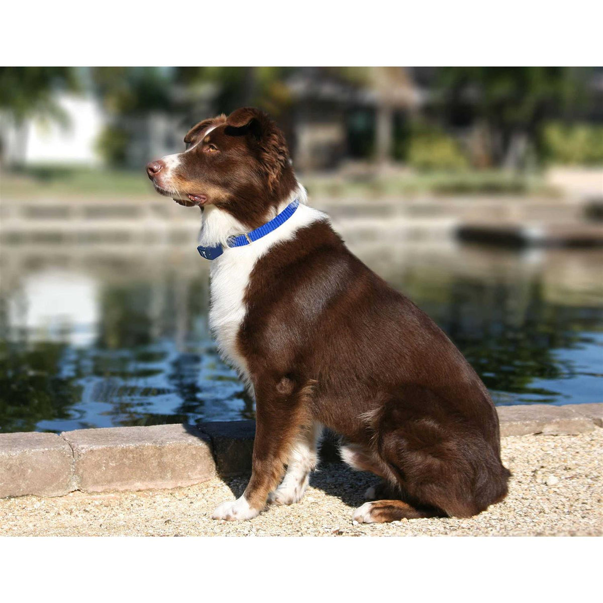 Dog Collar Replacement Strap I31987