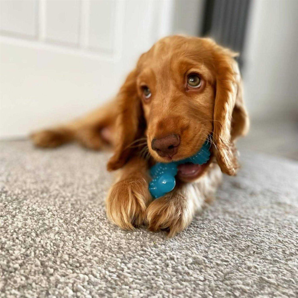 Puppy Chew Toy U250