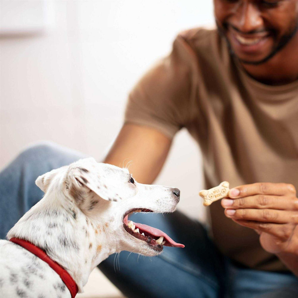 Mini Dog Biscuits T765207