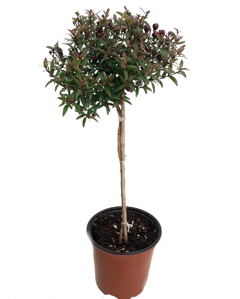Myrtle Herb Plant 4.5" Pot I15386