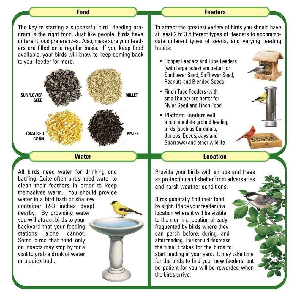Safflower Seed Wild Bird Food P97779