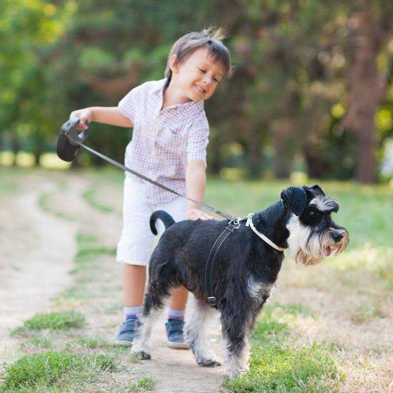 Retractable Dog Leash P43310