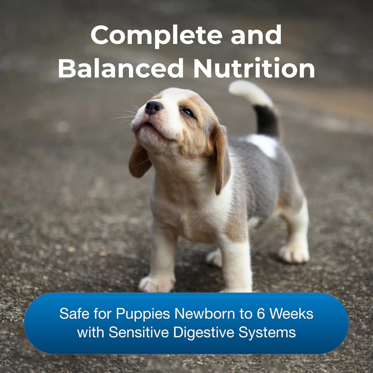 5 lb Powdered Puppy Formula with Prebiotics, Probiotics & Vitamins V357778