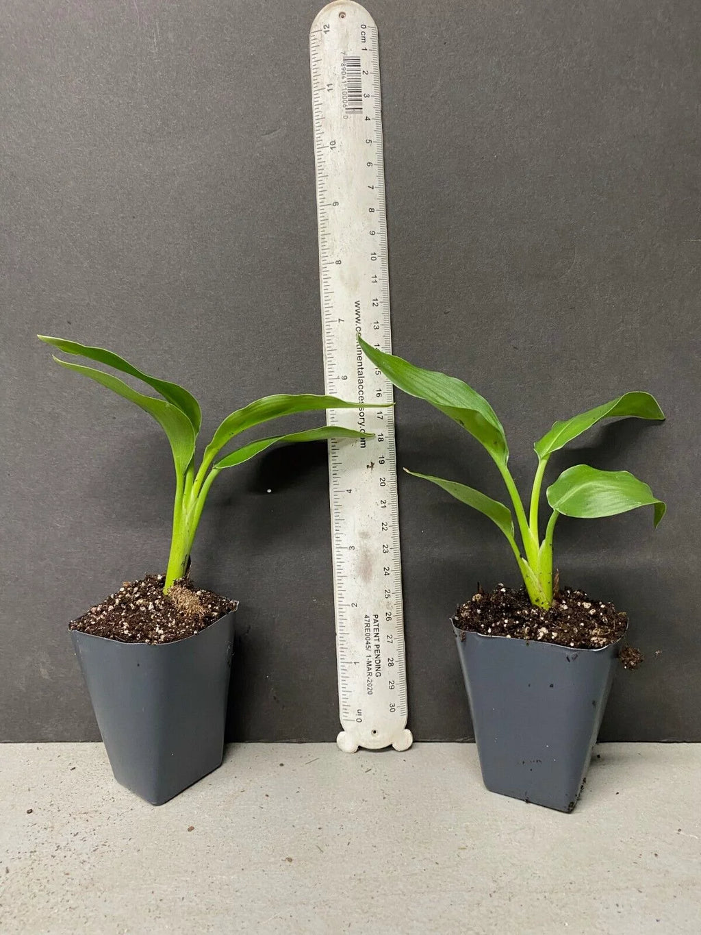 Yellow Bird of Paradise Strelitzia Reginae Small Rooted Plant P270