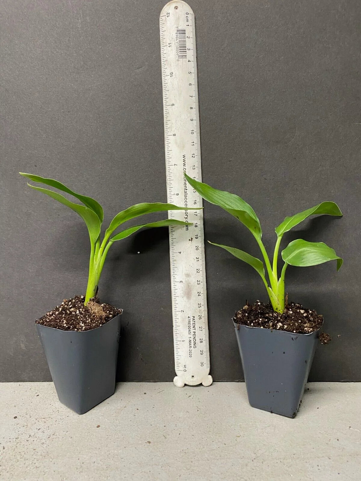Yellow Bird of Paradise Strelitzia Reginae Small Rooted Plant P270