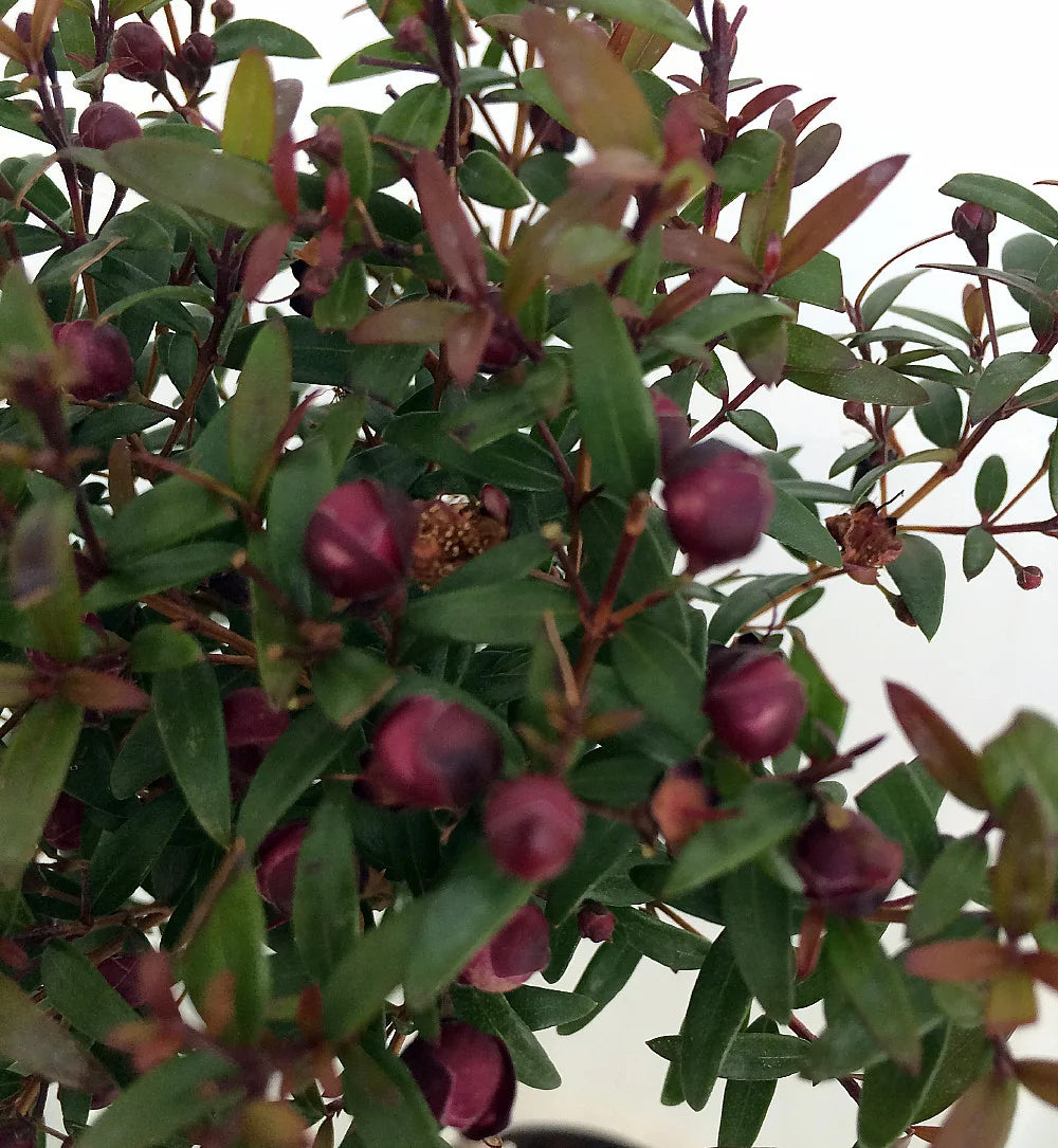 Myrtle Herb Plant 4.5" Pot I15386