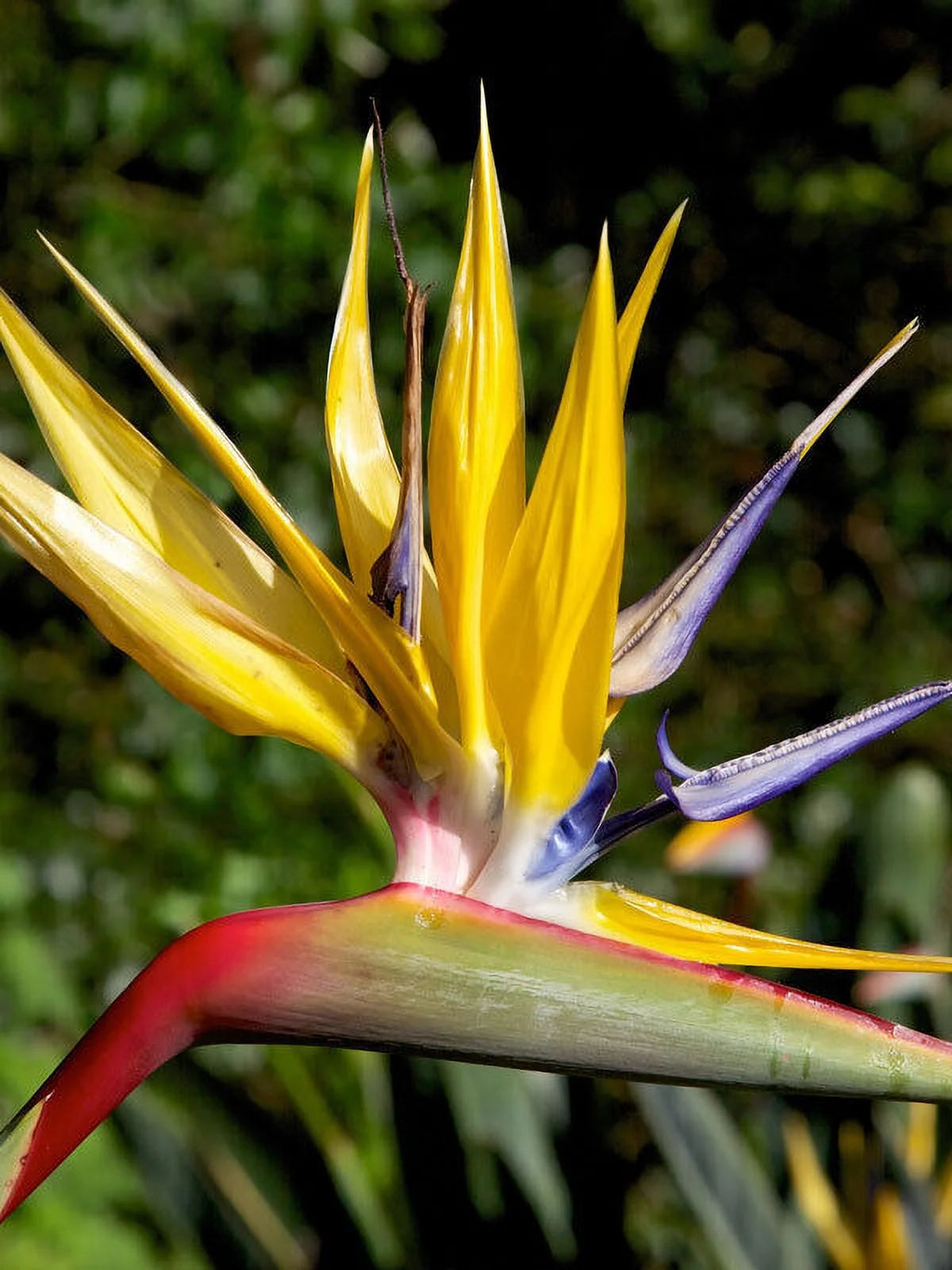 Yellow Bird of Paradise Strelitzia Reginae Small Rooted Plant P270