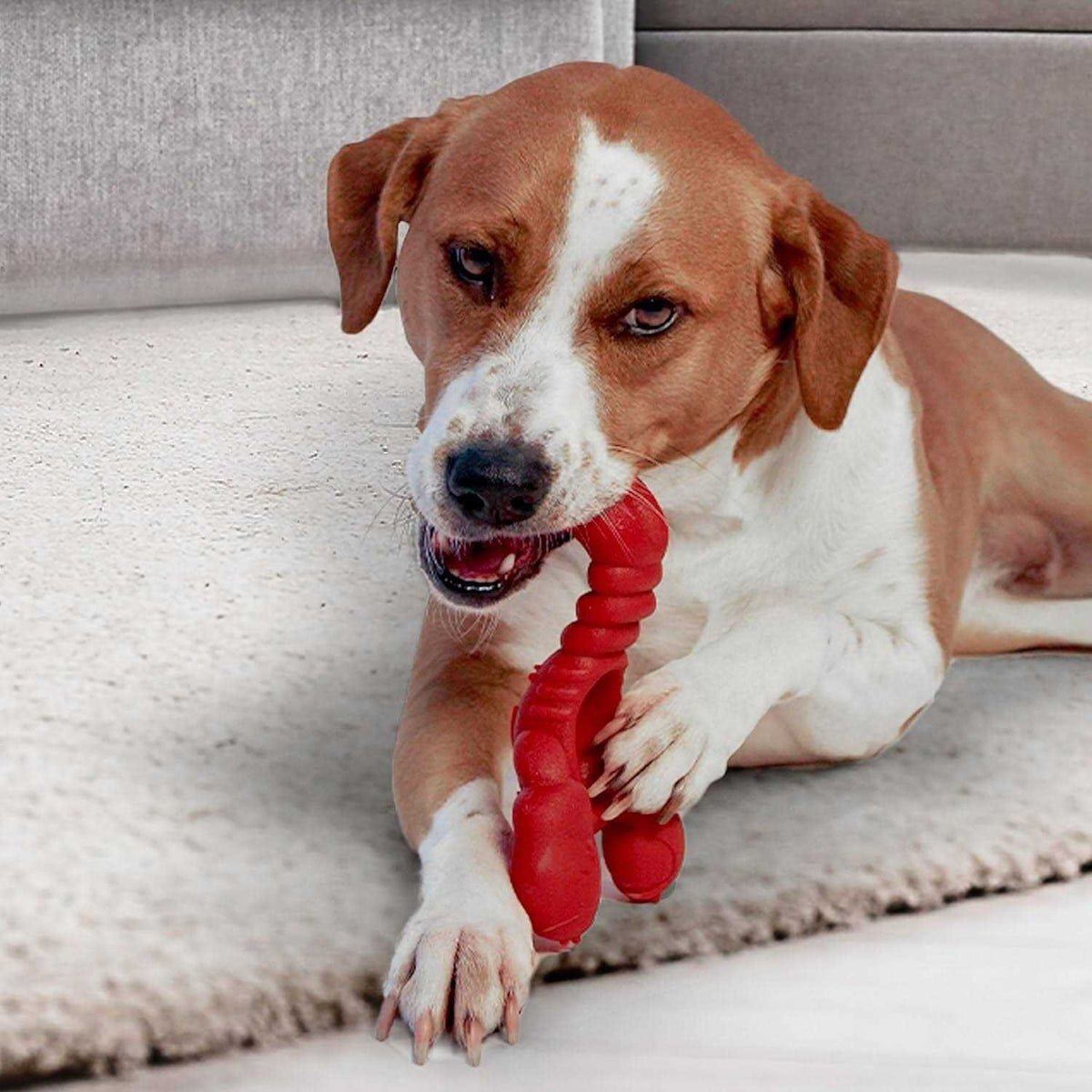 Power Chew Lobster Dog Toy A7612