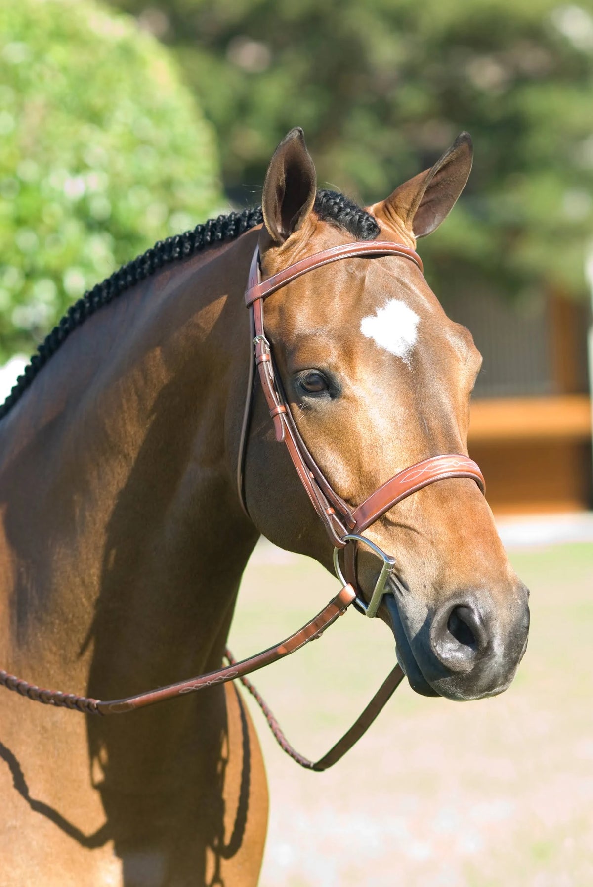Fancy Wide Show Bridle with Raised Laced Reins T313712