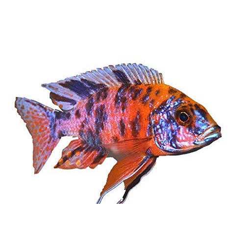 Fish Food for African Cichlids Tetras Tropical Fish K23670