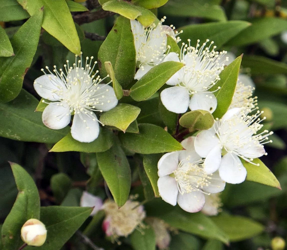 Myrtle Herb Plant 4.5" Pot I15386